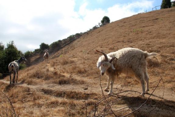 It's a goat's life atop Butt's brush-filled property (Photo: Sarah Phelan)